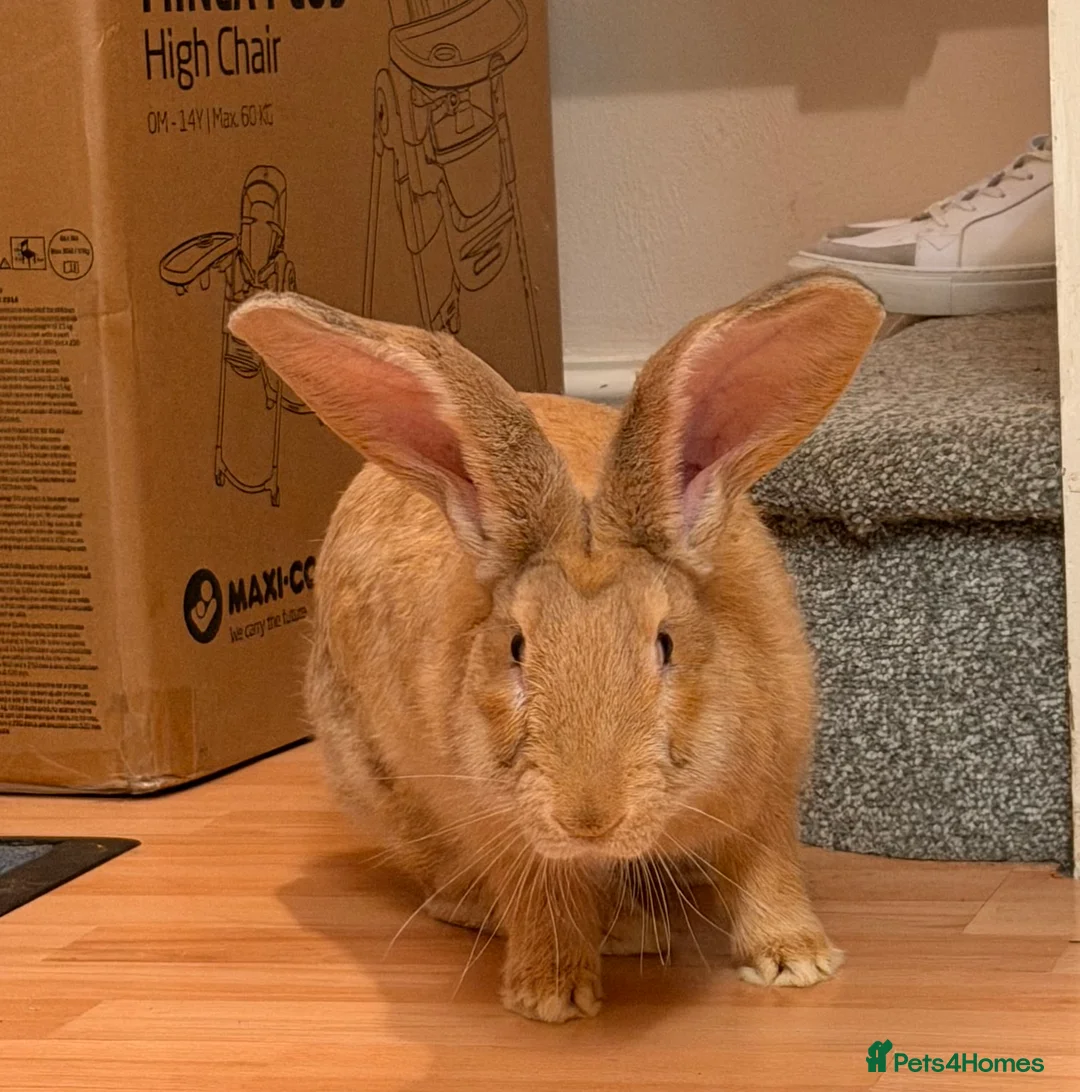 Continental Giant rabbits for sale: Giant continental  in Swindon - Advert 3