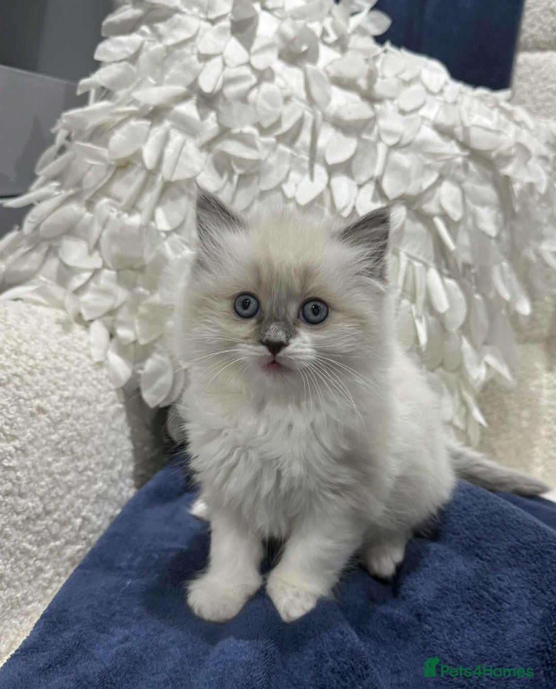 Ragdoll cats for sale: Lovely Ragdoll Kittens  - Advert 8