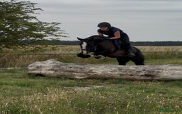 Irish Cob horses for sale: 13.1/13.2 Low Level All Rounder Cob Gelding  - Image 1