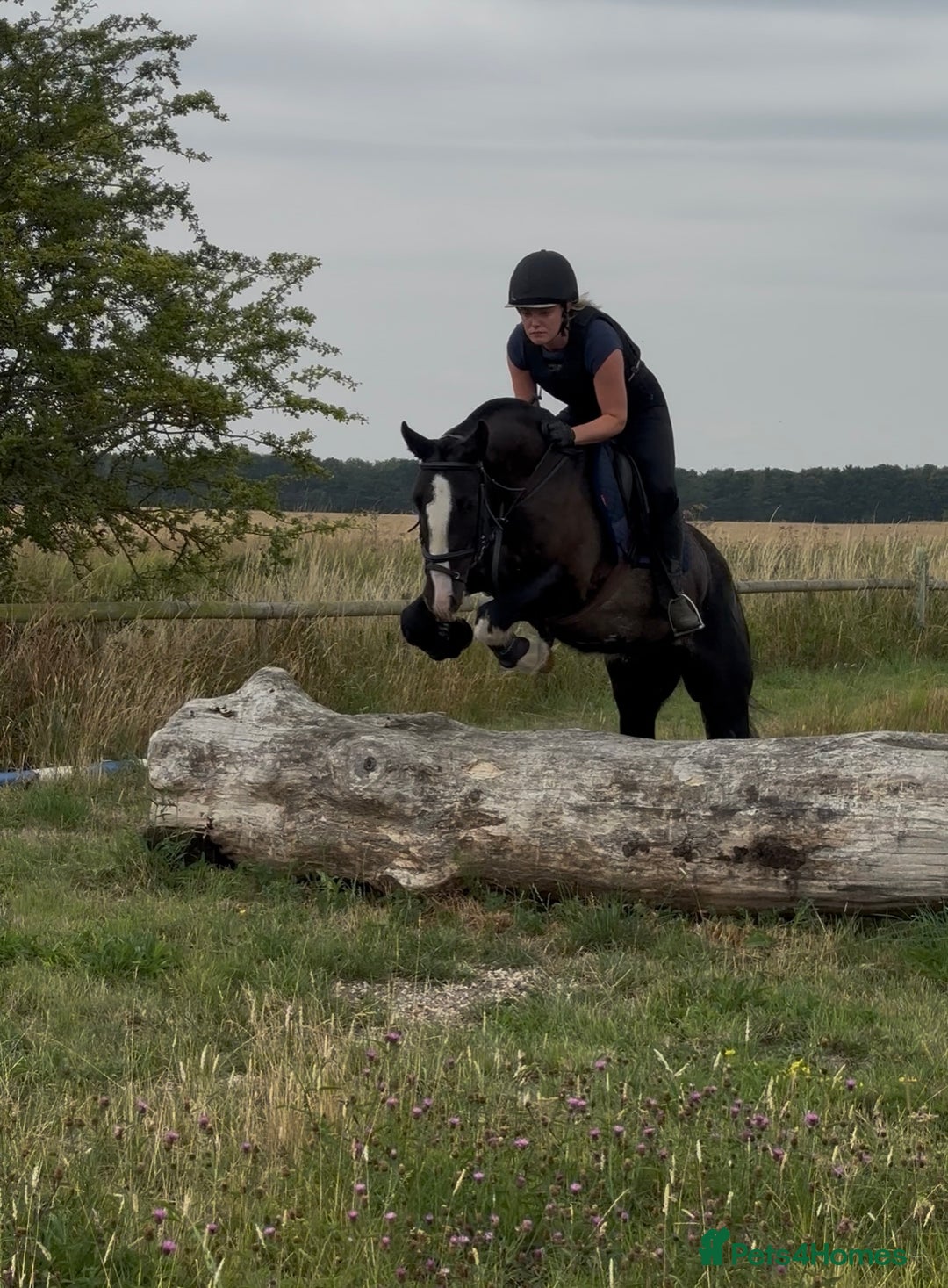 Irish Cob horses for sale: 13.1/13.2 Low Level All Rounder Cob Gelding  - Image 1
