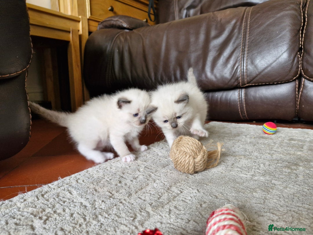 Ragdoll cats for sale: Ragdoll Kittens Available  - Image 4