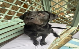 Mixed Breed dogs for sale: Beautiful bear 🐻  - Image 3