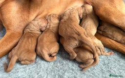 Hungarian Vizsla dogs for sale: Stunning puppies  - Image 4