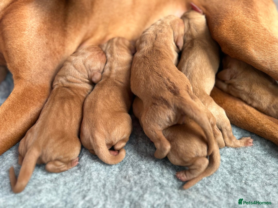 Hungarian Vizsla dogs for sale: Stunning puppies  - Image 4