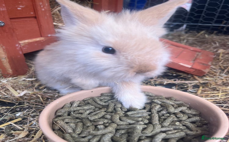 English rabbits - Advert 2