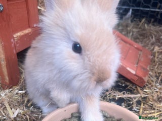 English rabbits - Advert 23