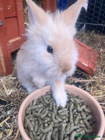 English rabbits - Advert 2