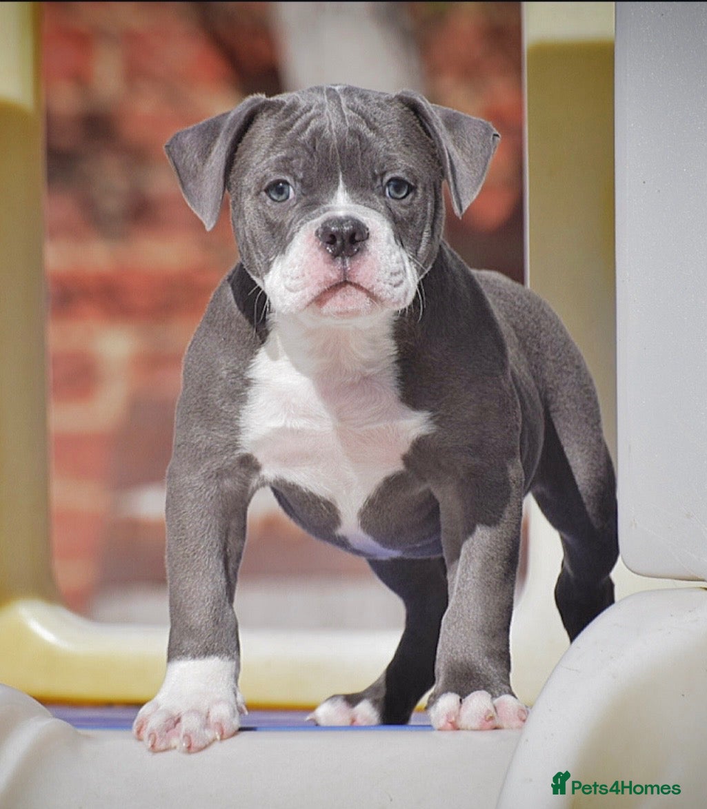 Olde English Bulldogge dogs DONT LET YOUR DREAMS BE JUST DREAM..  - Advert 6