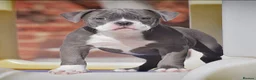 Olde English Bulldogge dogs for sale: DONT LET YOUR DREAMS BE JUST DREAM..  - Advert 1