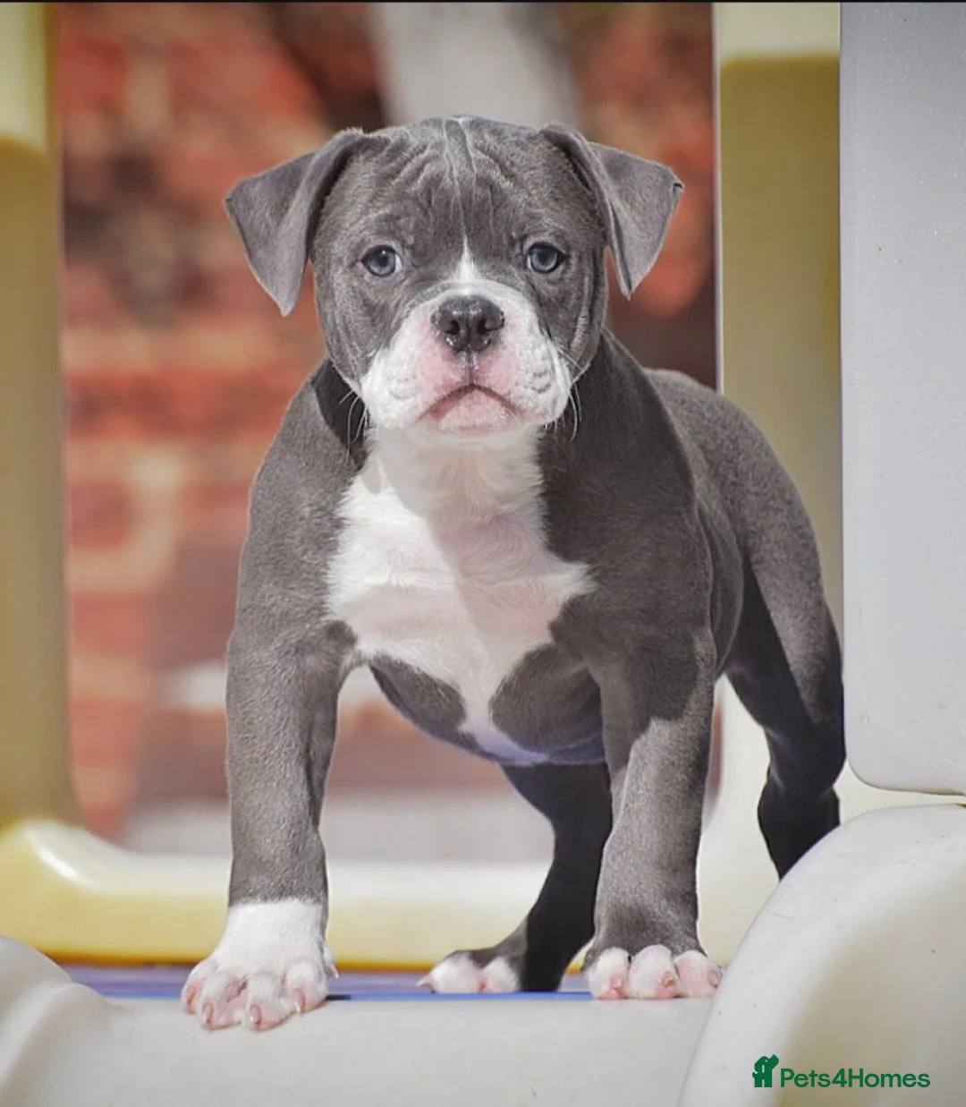 Olde English Bulldogge dogs for sale: DONT LET YOUR DREAMS BE JUST DREAM..  - Advert 1