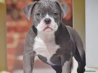 Olde English Bulldogge dogs DONT LET YOUR DREAMS BE JUST DREAM.. - Advert 6