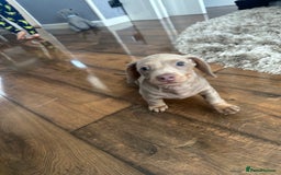 Dachshund dogs for sale: Winston - Image 7
