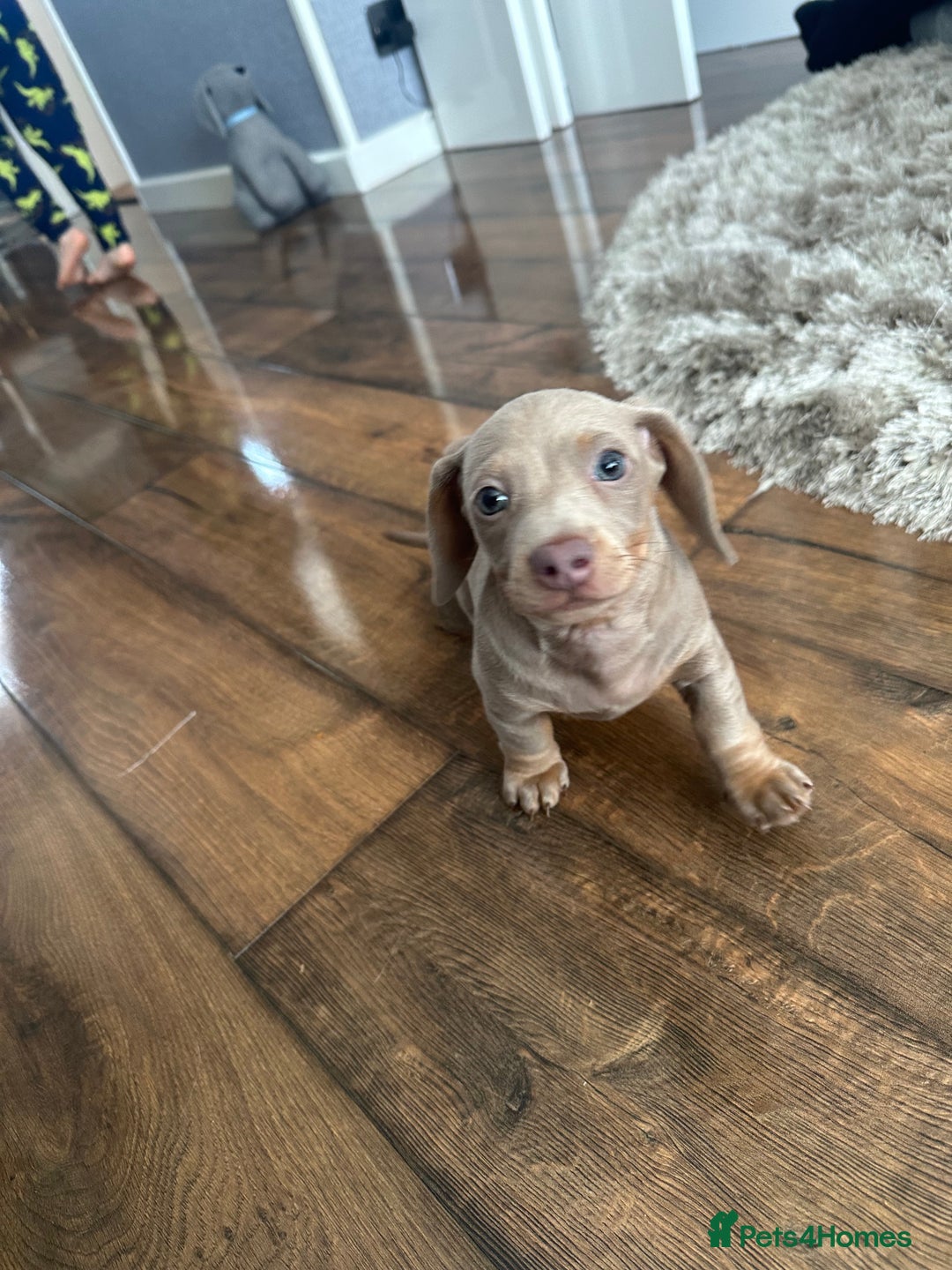 Dachshund dogs for sale: Winston - Image 7
