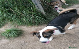 Mixed Breed dogs for adoption: 💖🐶 SESI 🐶💖 - Image 11