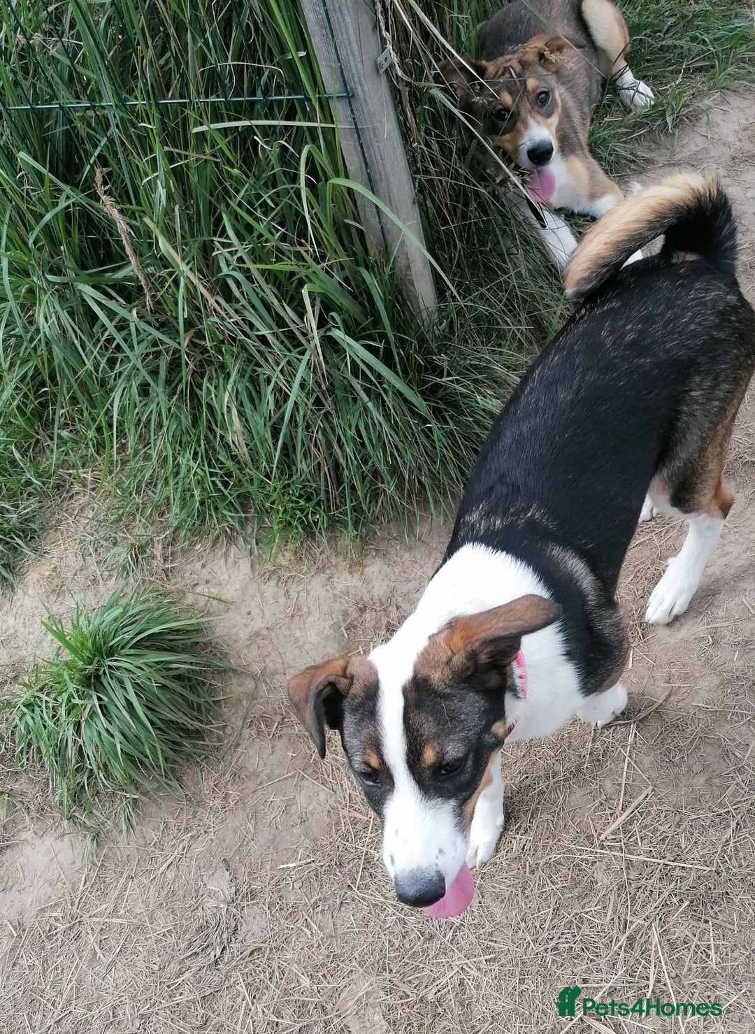 Mixed Breed dogs for adoption: 💖🐶 SESI 🐶💖 - Image 11