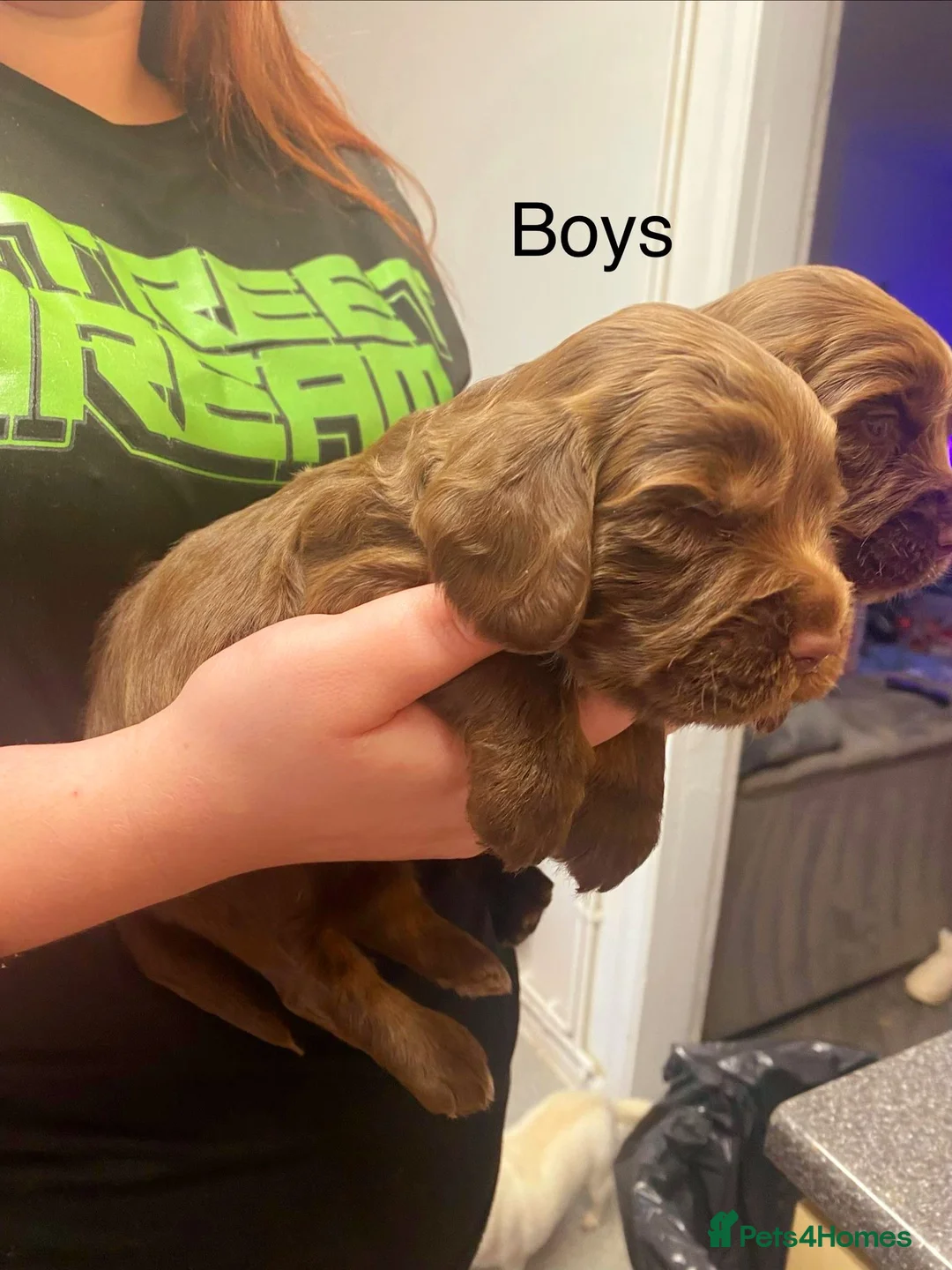 Cockapoo dogs for sale: (LAST BOY) Beautiful litter of 2 boys 2 girls - Advert 14
