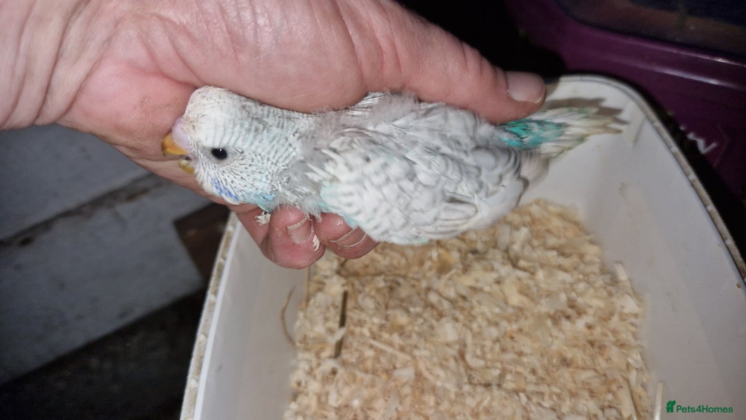 Budgerigars birds for sale: 3 baby budgies avaliable for reserve ready mid jan - Advert 4
