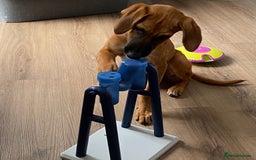 Mixed Breed dogs for adoption: Minnow (Hound/Shepherd mix) - Image 16