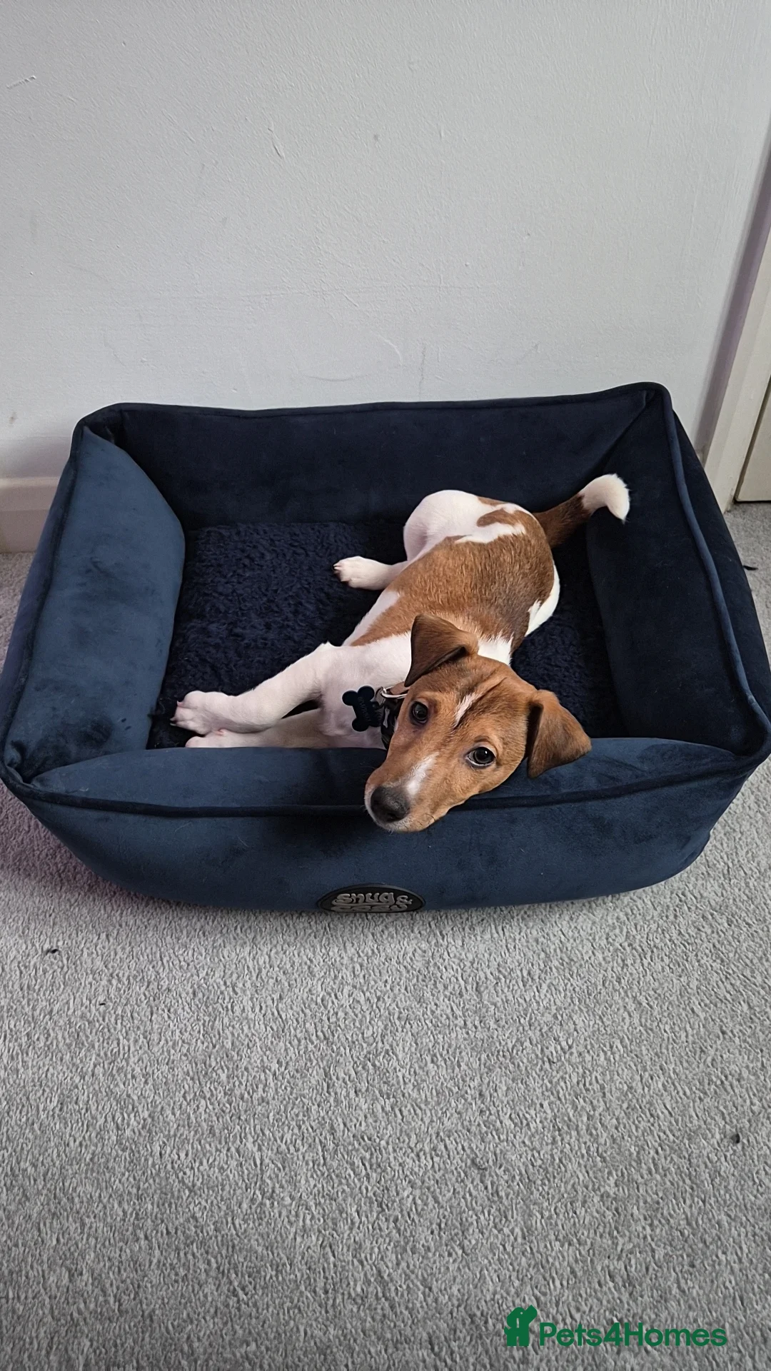 Jack Russell dogs for sale: Rocky the Jack russell - Advert 4