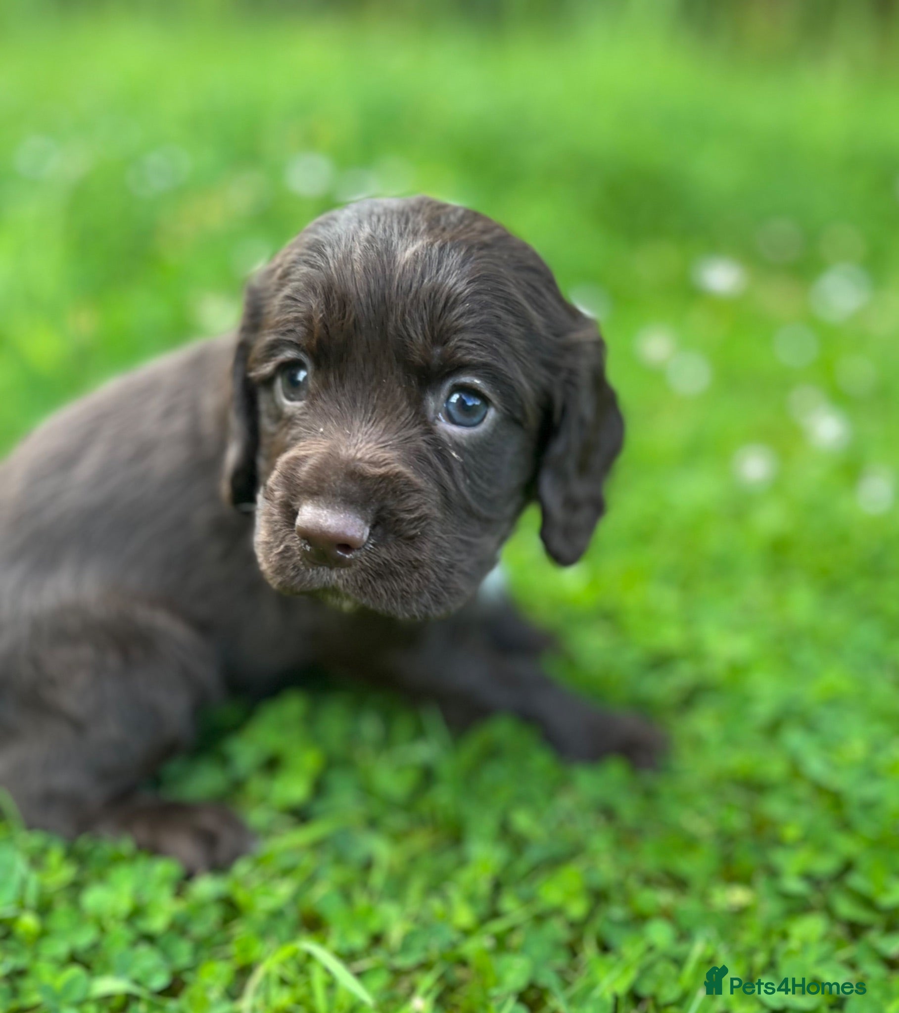 Cocker Spaniel dogs KC COCKER PUPPIES - Advert 17