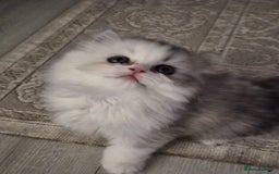 Persian cats for sale: Persian Kitten for sale - Image 4