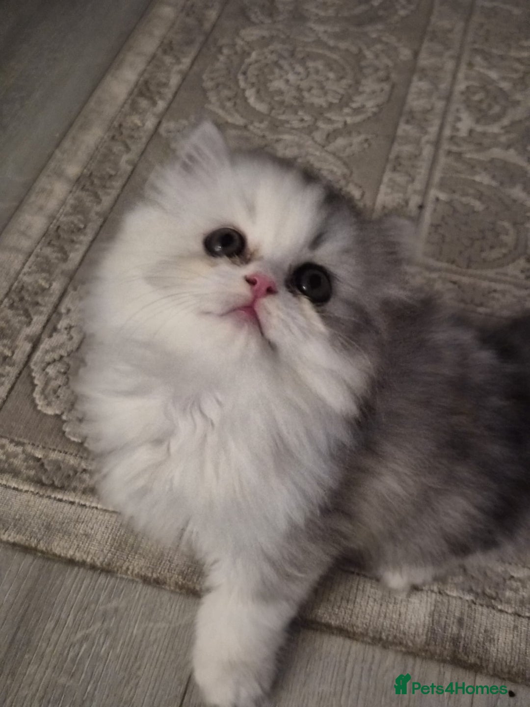 Persian cats for sale: Persian Kitten for sale - Image 4