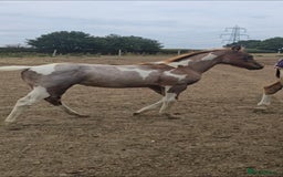 Paint horses for sale: Red Roan American Paint filly - Image 2