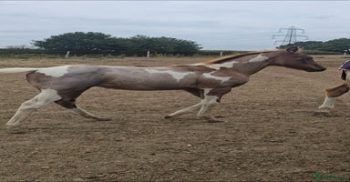 Paint horses - Advert 10