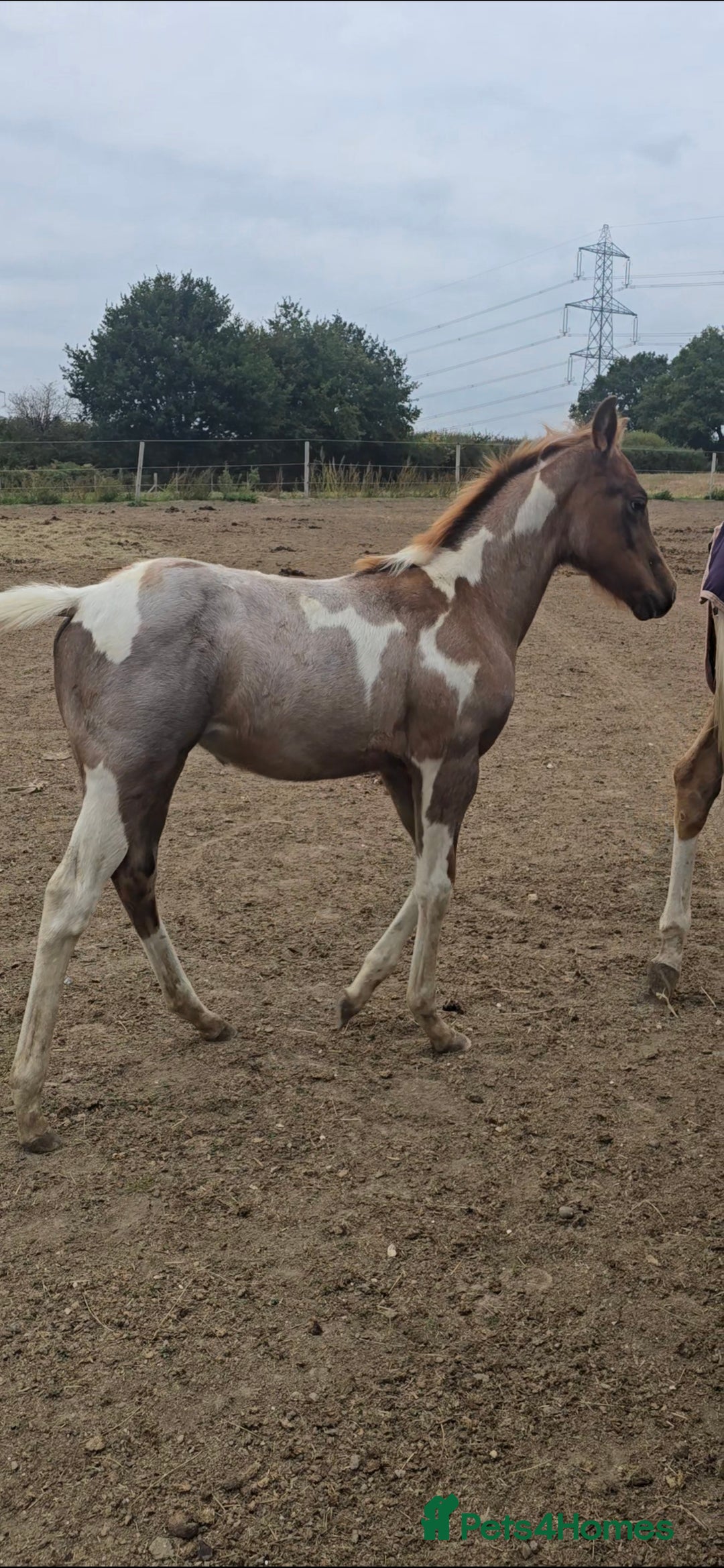 Paint horses for sale: Red Roan American Paint filly - Image 2