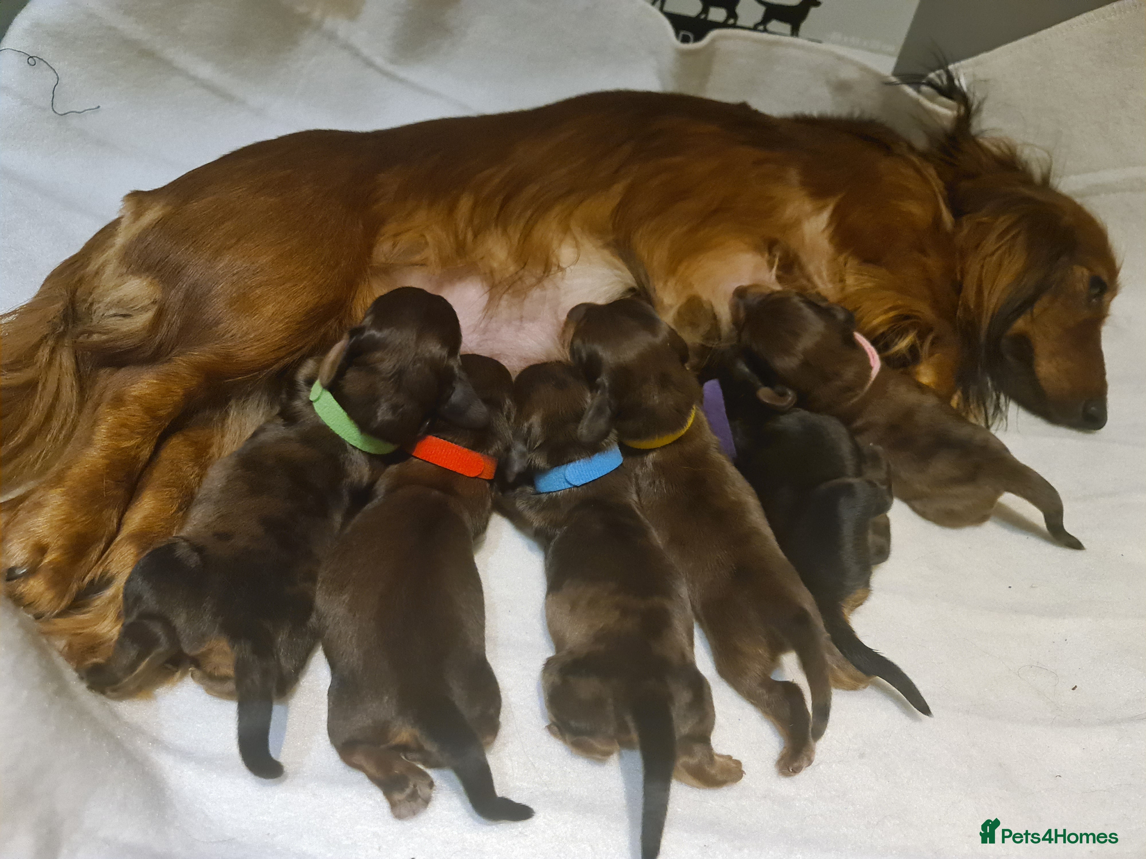 Miniature Dachshund dogs DAPPLE Champion bloodlines Pedigree MINI dach - Advert 17