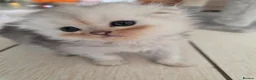 Scottish Fold cats for sale: Only 2 left!! Beautiful Scottish Fold Kittens  - Advert 28
