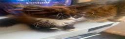 Mixed Breed cats for sale: Kittens in Scarborough - Advert 4