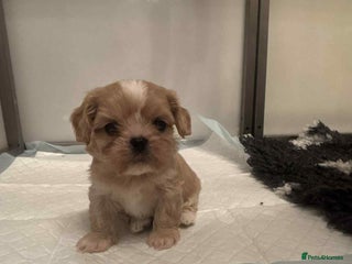 Cava Tzu dogs Absolutely amazing bundle of cuteness cava - shih - Advert 17