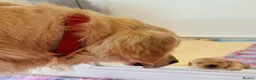 Golden Retriever dogs for stud: RKC Kensesqui Karamel Sutra - Advert 20