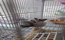 Sugar Glider rodents for sale: 2 female sugar gliders for sale - Image 14