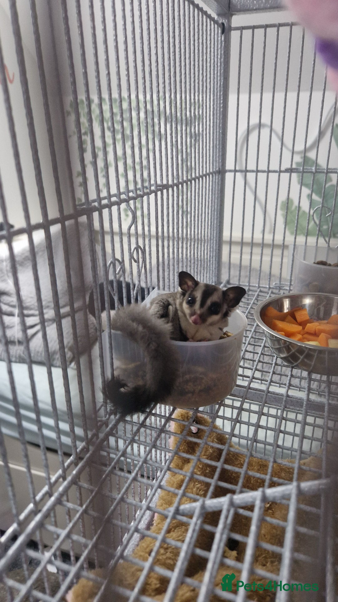 Sugar Glider rodents for sale: 2 female sugar gliders for sale - Image 14