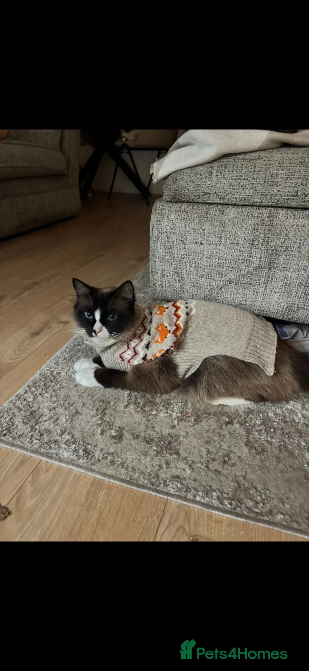 Ragdoll cats for sale: Champion bloodline GCCF registered Ragdoll - Advert 3