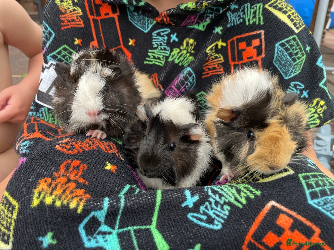 Guinea Pig rodents for sale: 3 baby's for sale - Image 3