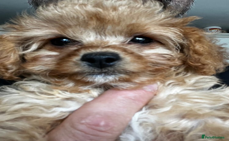 Cavapoo dogs - Advert 7
