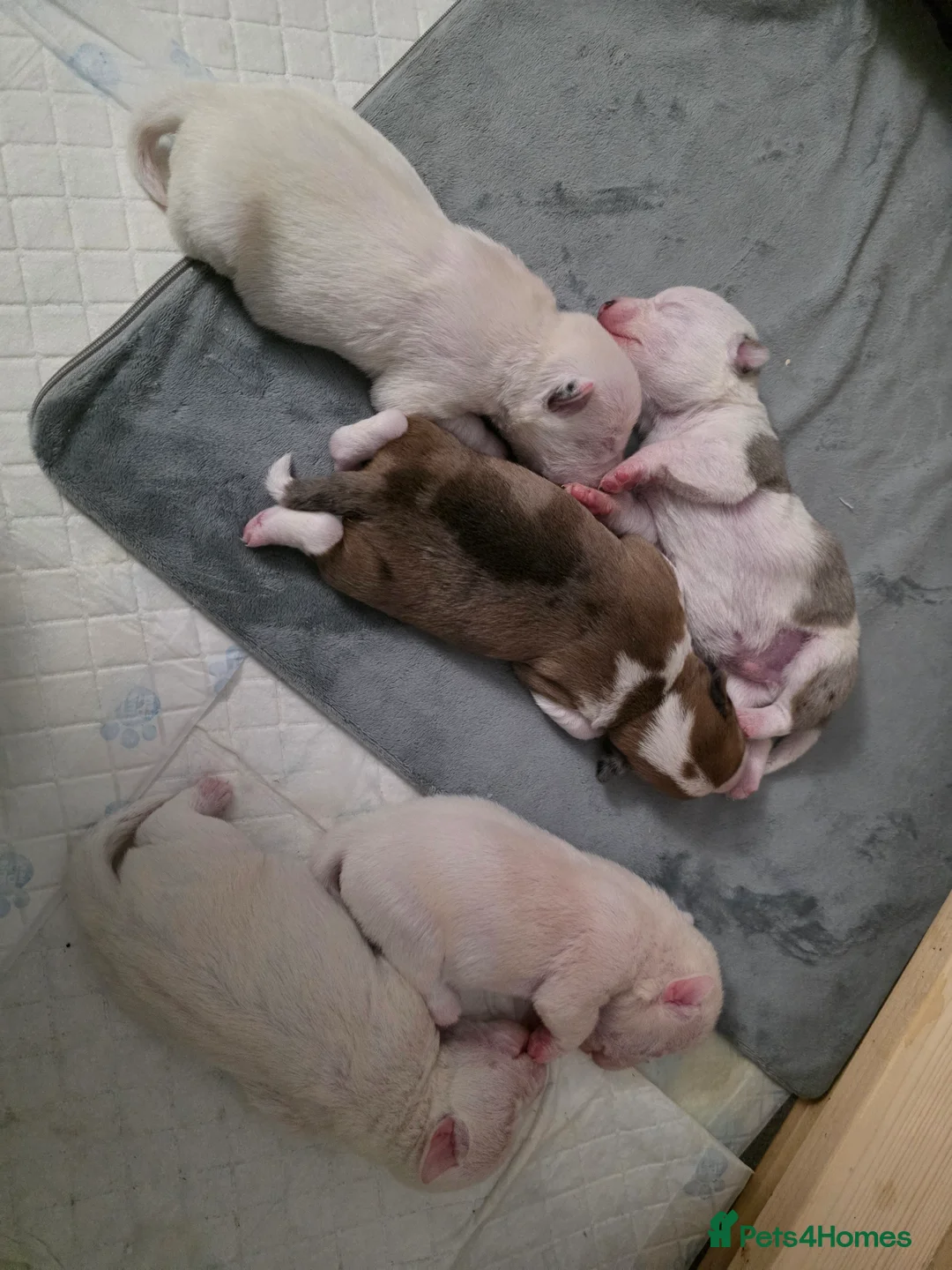 Jack Russell dogs for sale: Miniature Jack Russell Babies  - Advert 4