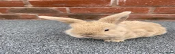Mini Lop rabbits for sale: STUNNING PURE BREED MINI LOPS AMAZING COLOURS  - Advert 8