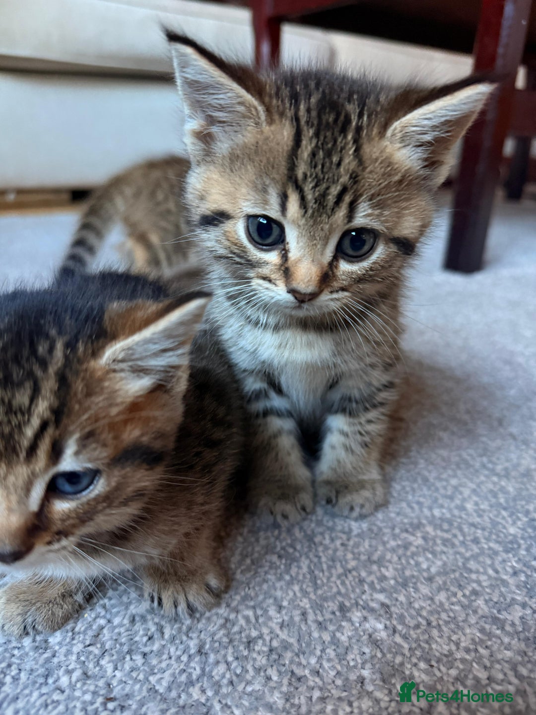 Mixed Breed cats for sale: Beautiful Ragdoll Bengal Cross Kittens - Advert 14