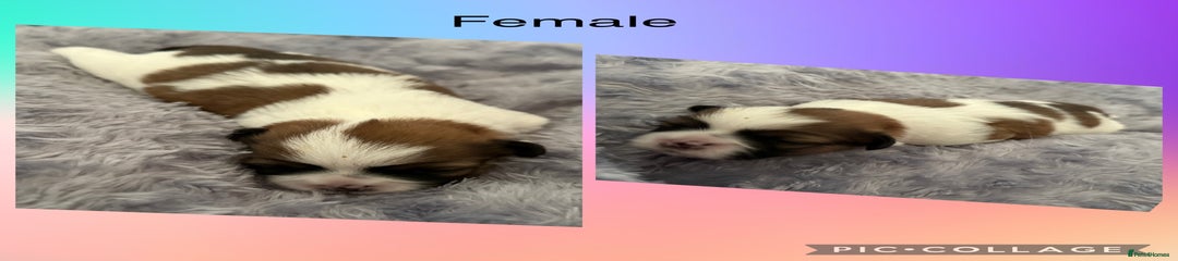 Shih Tzu Puppy 4