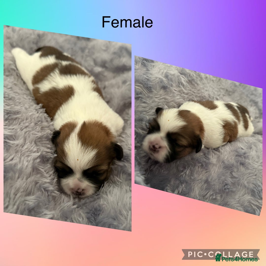 Shih Tzu dogs for sale: 3 males and 1 shiz tzu puppies for sale  - Image 5