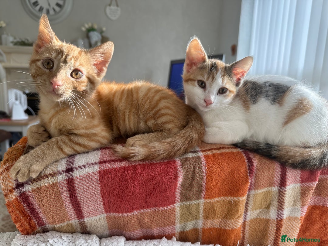 Mixed Breed cats for sale: 2 Adorable Friendly Kittens For A Forever Home - Image 7