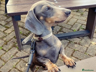 Miniature Dachshund dogs in Manchester - Advert 15