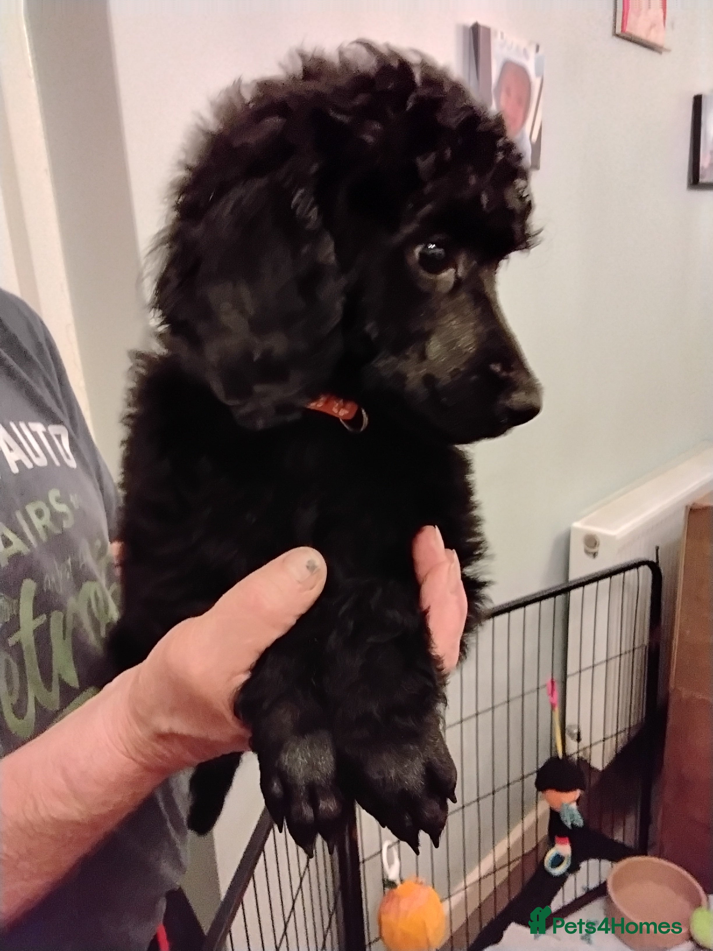Standard Poodle dogs Beautiful black kc reg standard poodle puppies - Advert 16