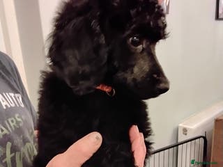 Standard Poodle dogs Beautiful black kc reg standard poodle puppies - Advert 6