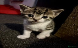 Mixed Breed cats for sale: 2 Kittens For Sale - Image 3