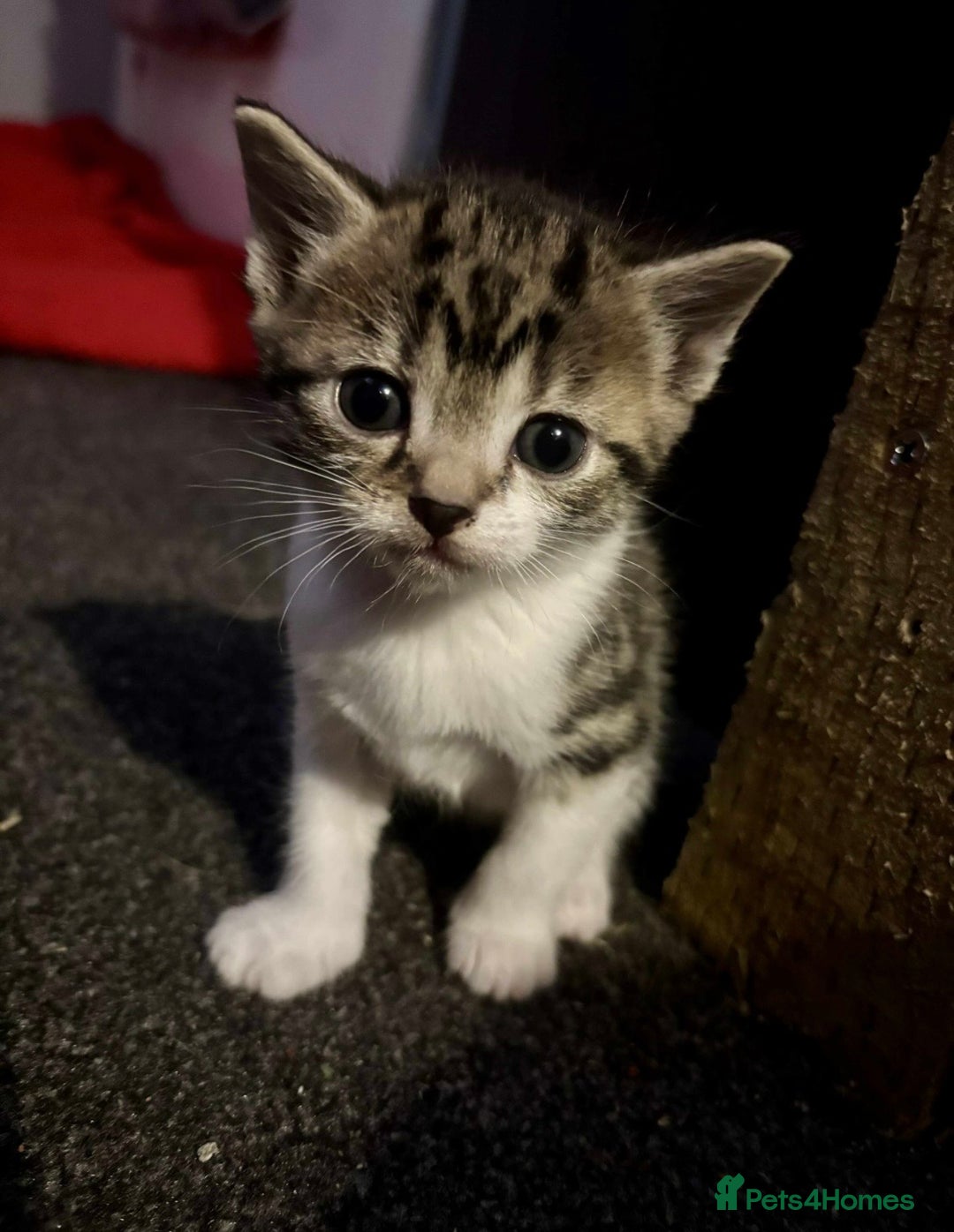 Mixed Breed cats for sale: 2 Kittens For Sale - Image 3